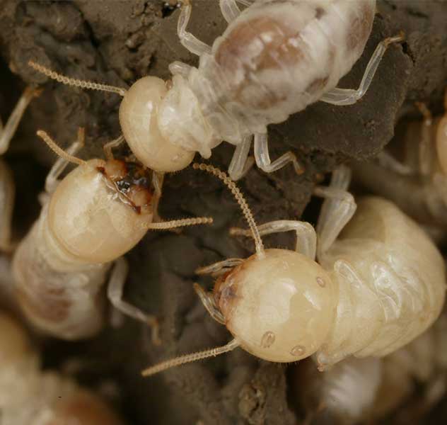 Warning Signs Of Pest and Termite Infestation